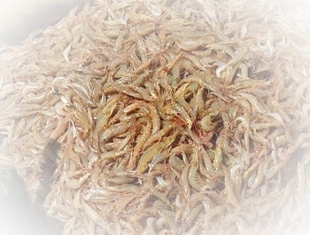 120313 garnaal